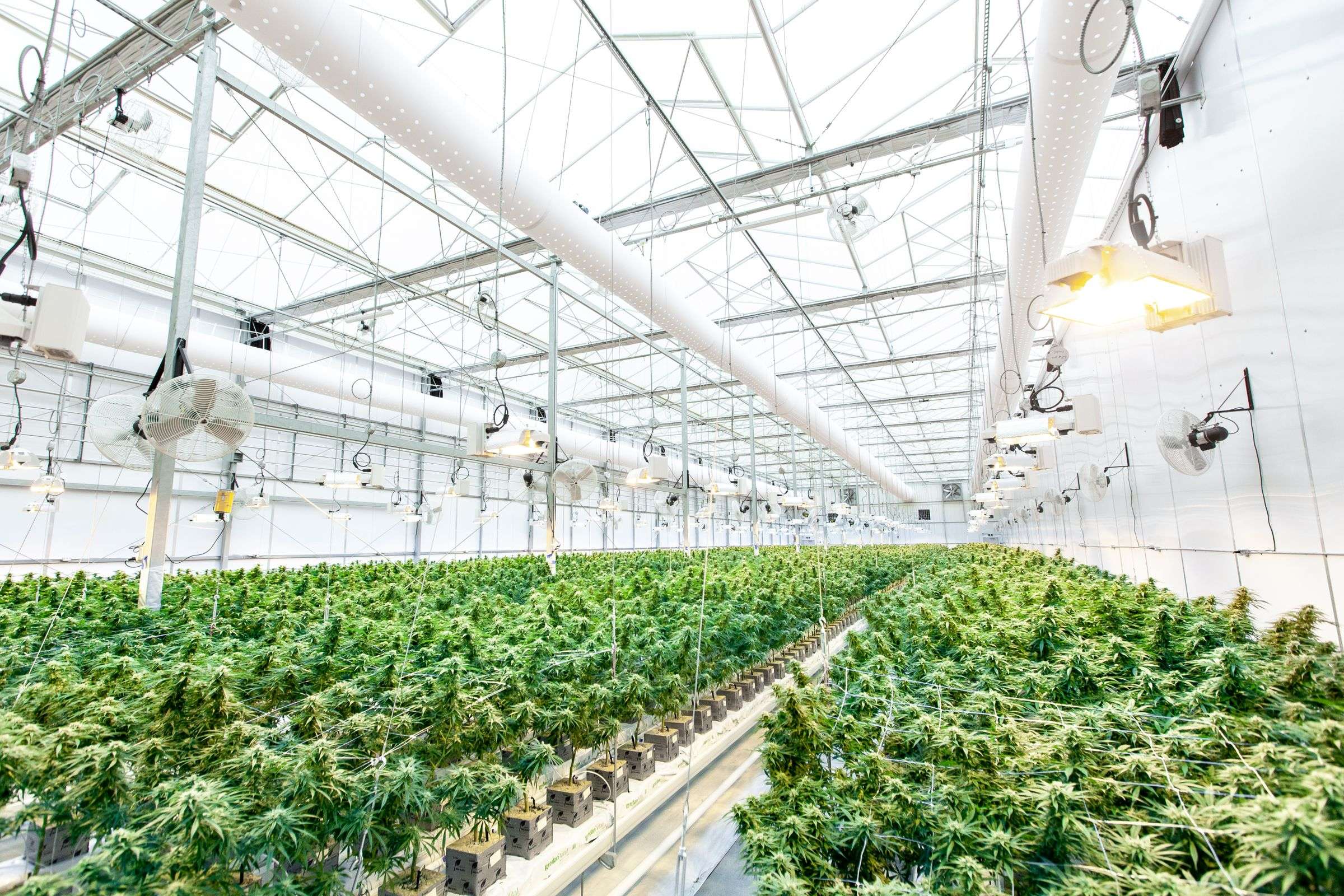 Reihen von Cannabispflanzen in einem Gewächshaus, Stahlkonstruktion und Lampen darüber