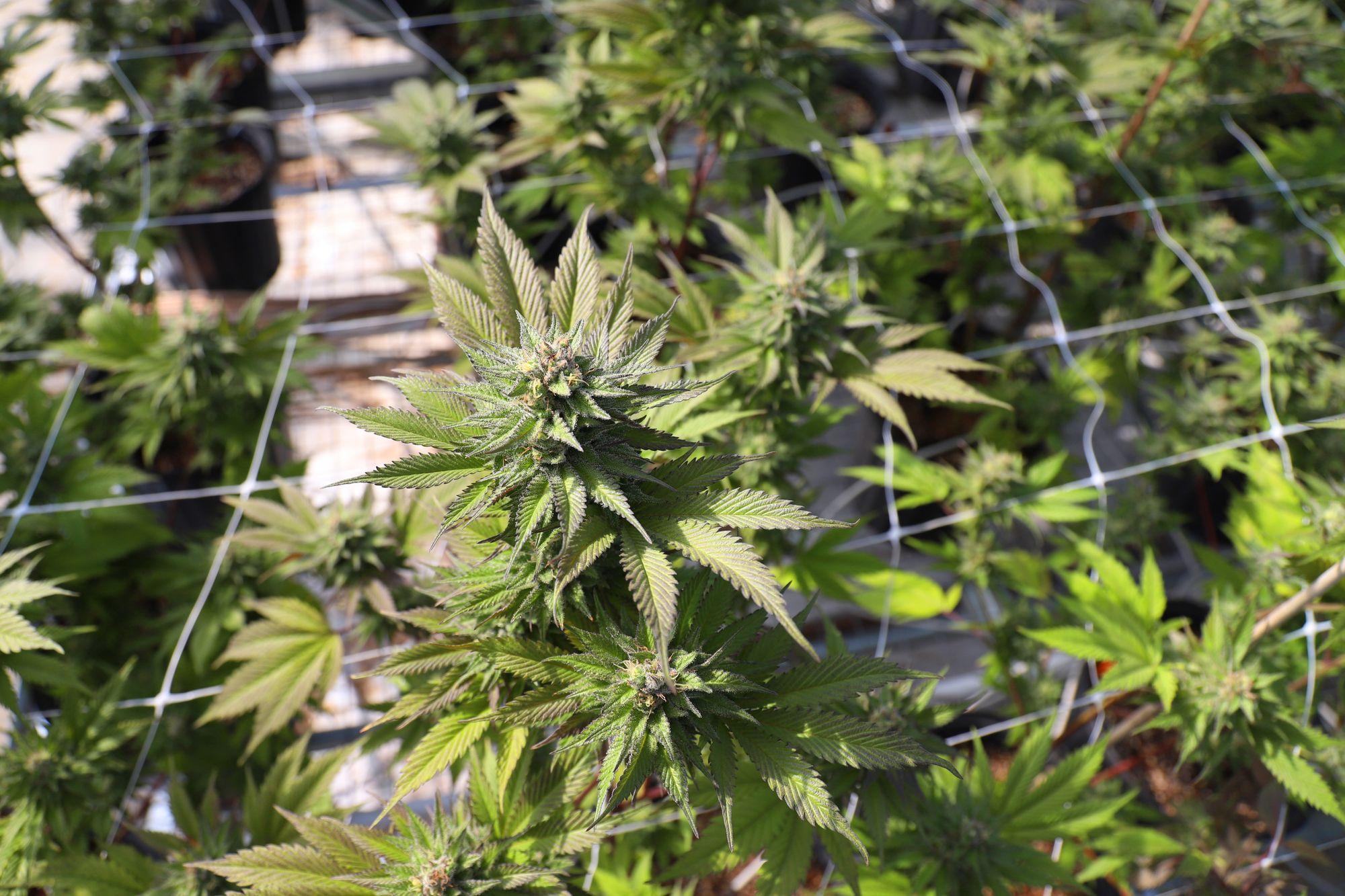 Cannabispflanzen hinter dem Glas eines Gewächshauses