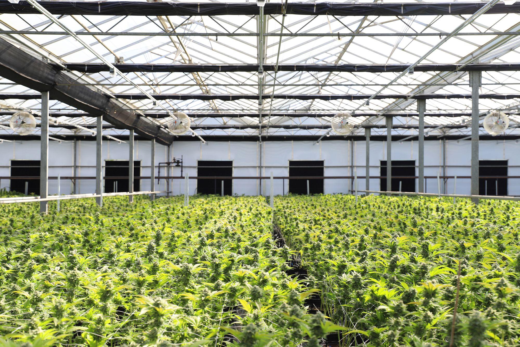 Cannabispflanzen in der Wachstumsphase in einem Gewächshaus