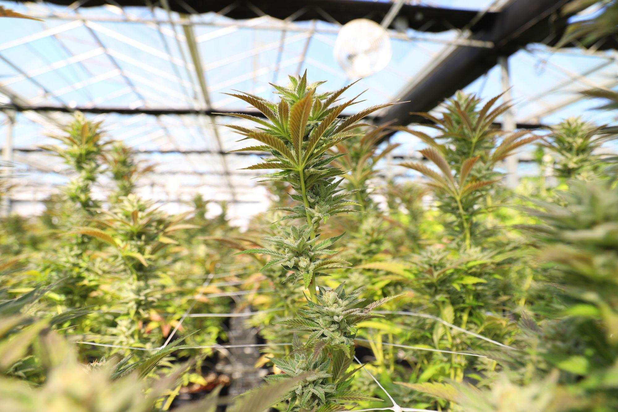 Dichtes Blattwerk von Cannabispflanzen im Gewächshaus