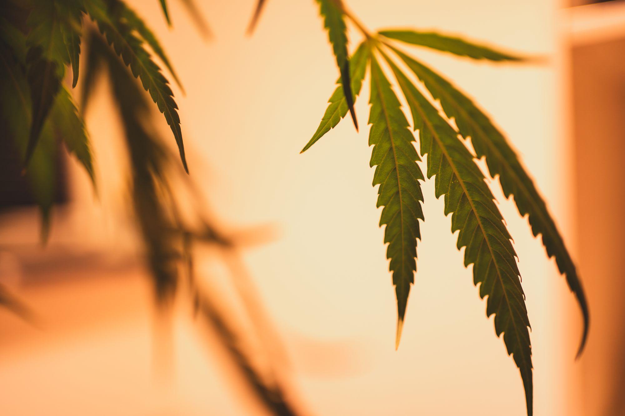 Cannabisblätter im warmen Gegenlicht