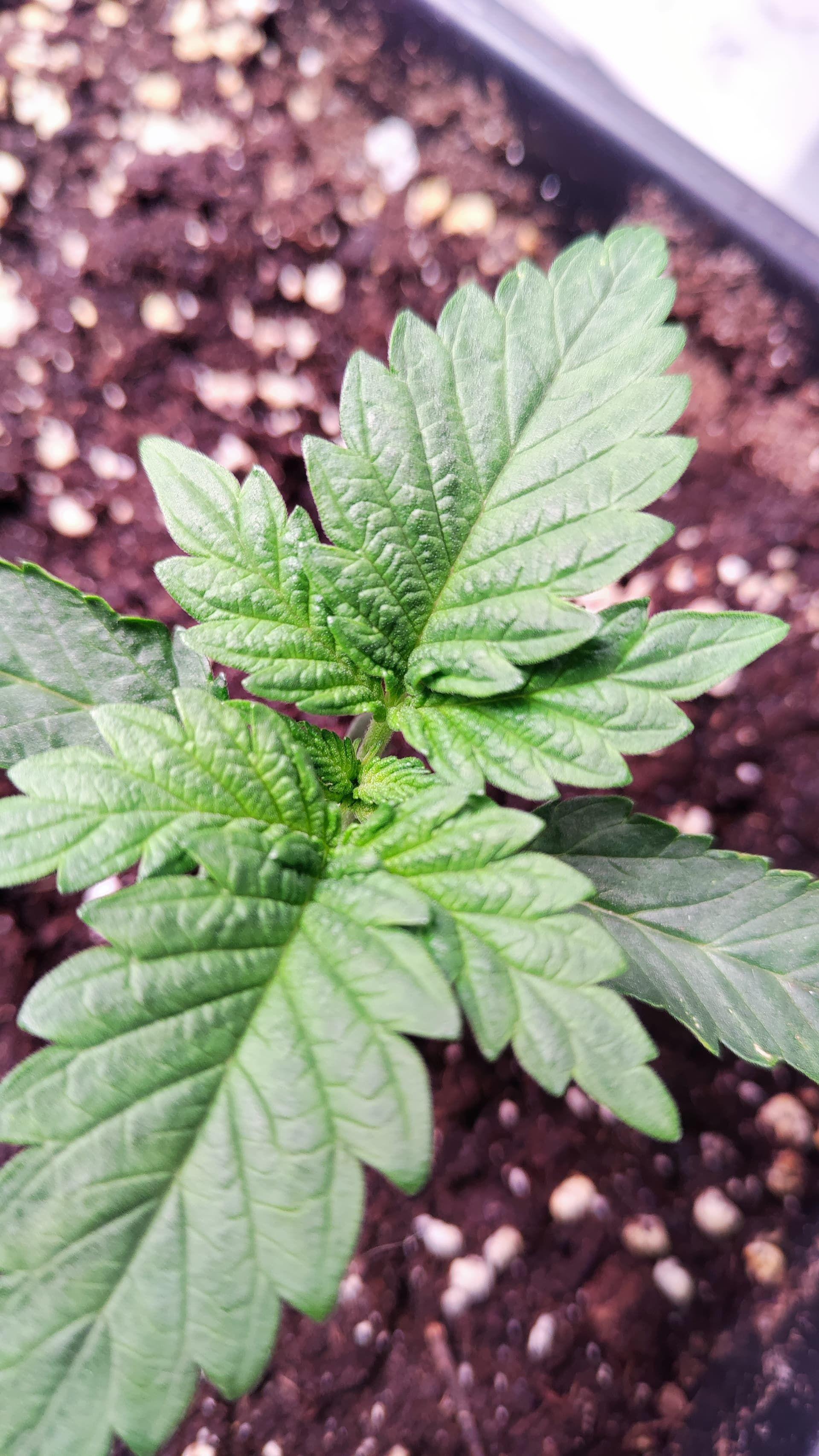 Junge Cannabispflanze in einem Topf im Innenanbau