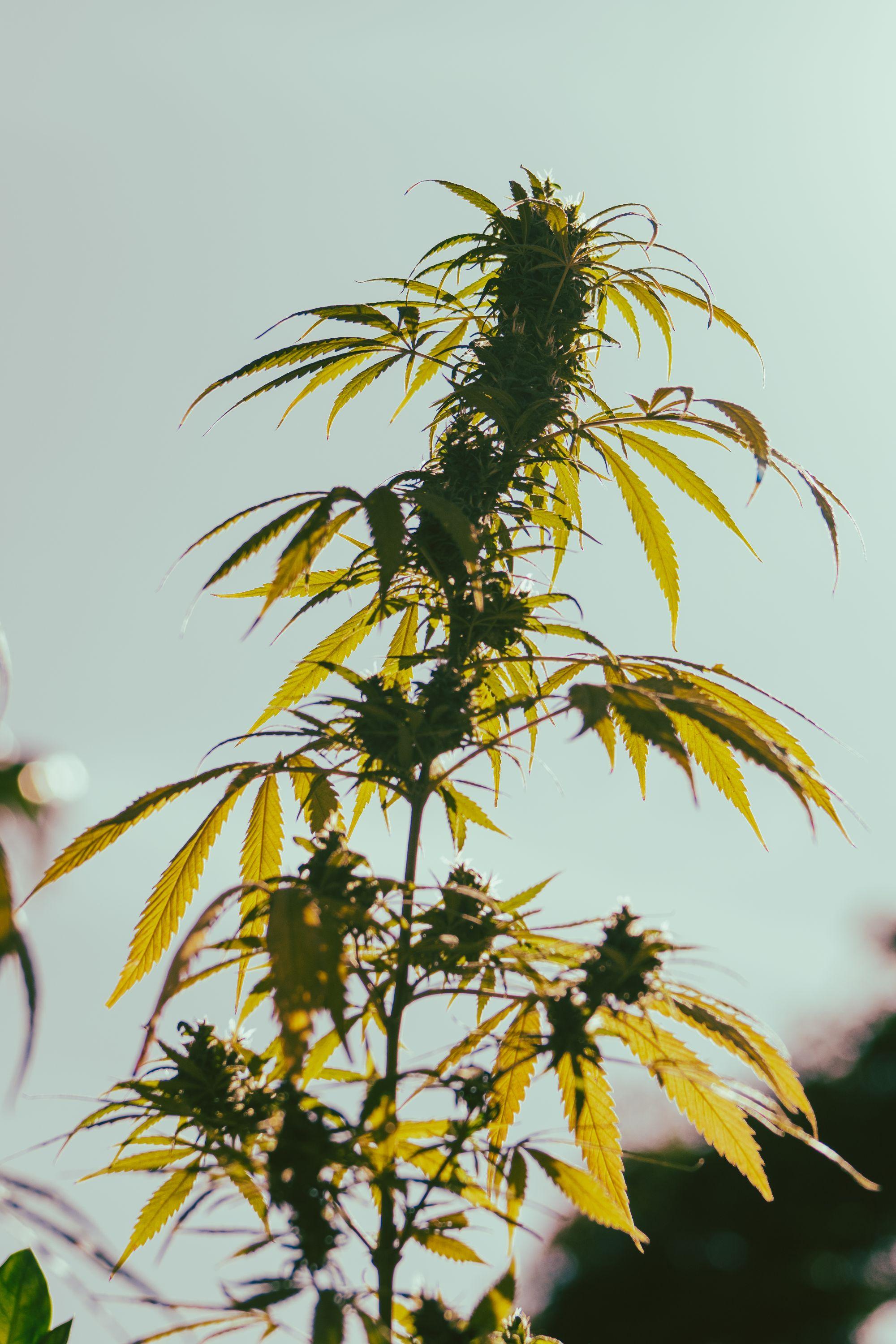 Cannabispflanze als Silhouette im Gegenlicht