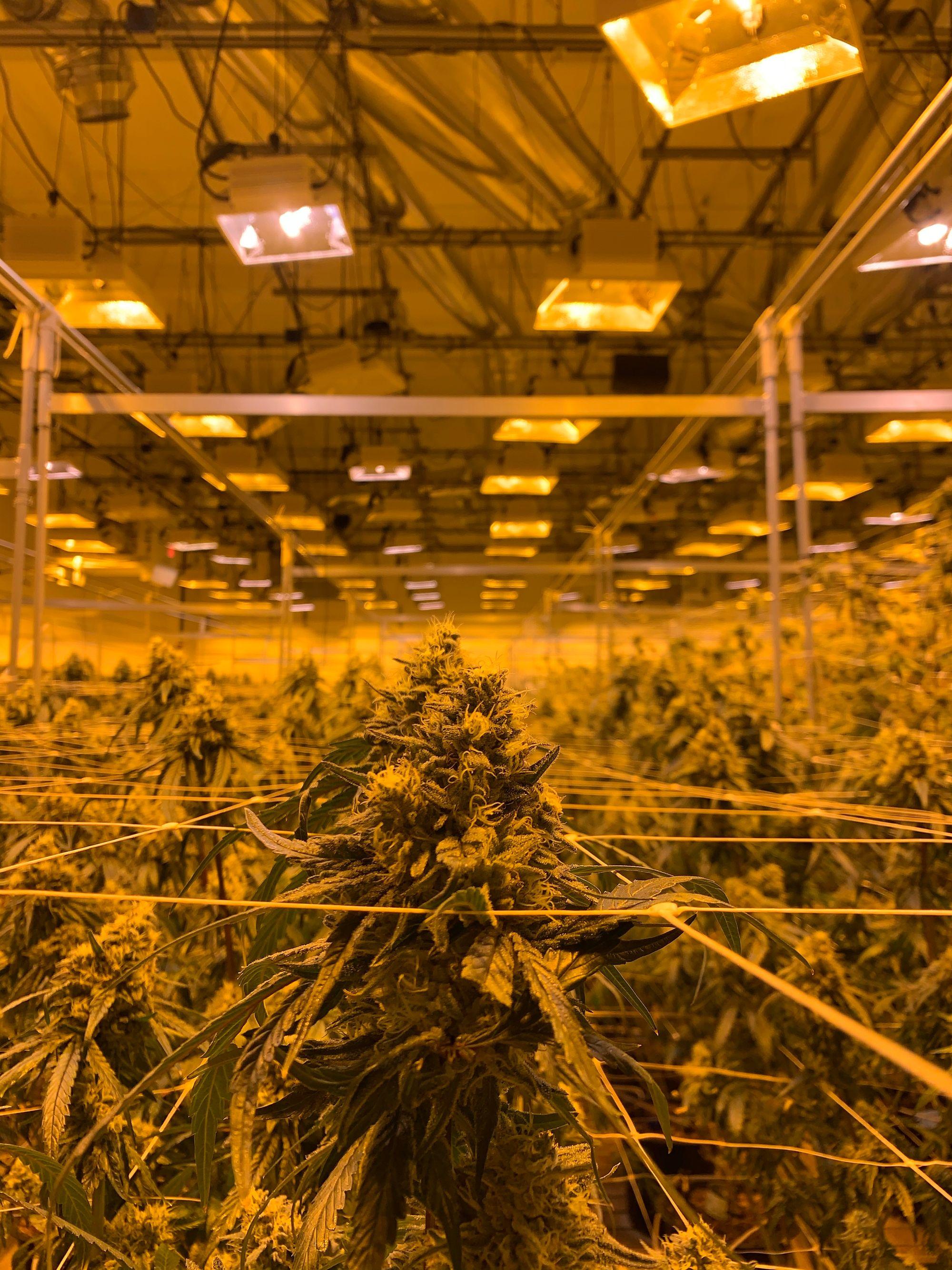 Blühender Cannabisbestand unter warmem Lampenlicht in einer Anbauhalle