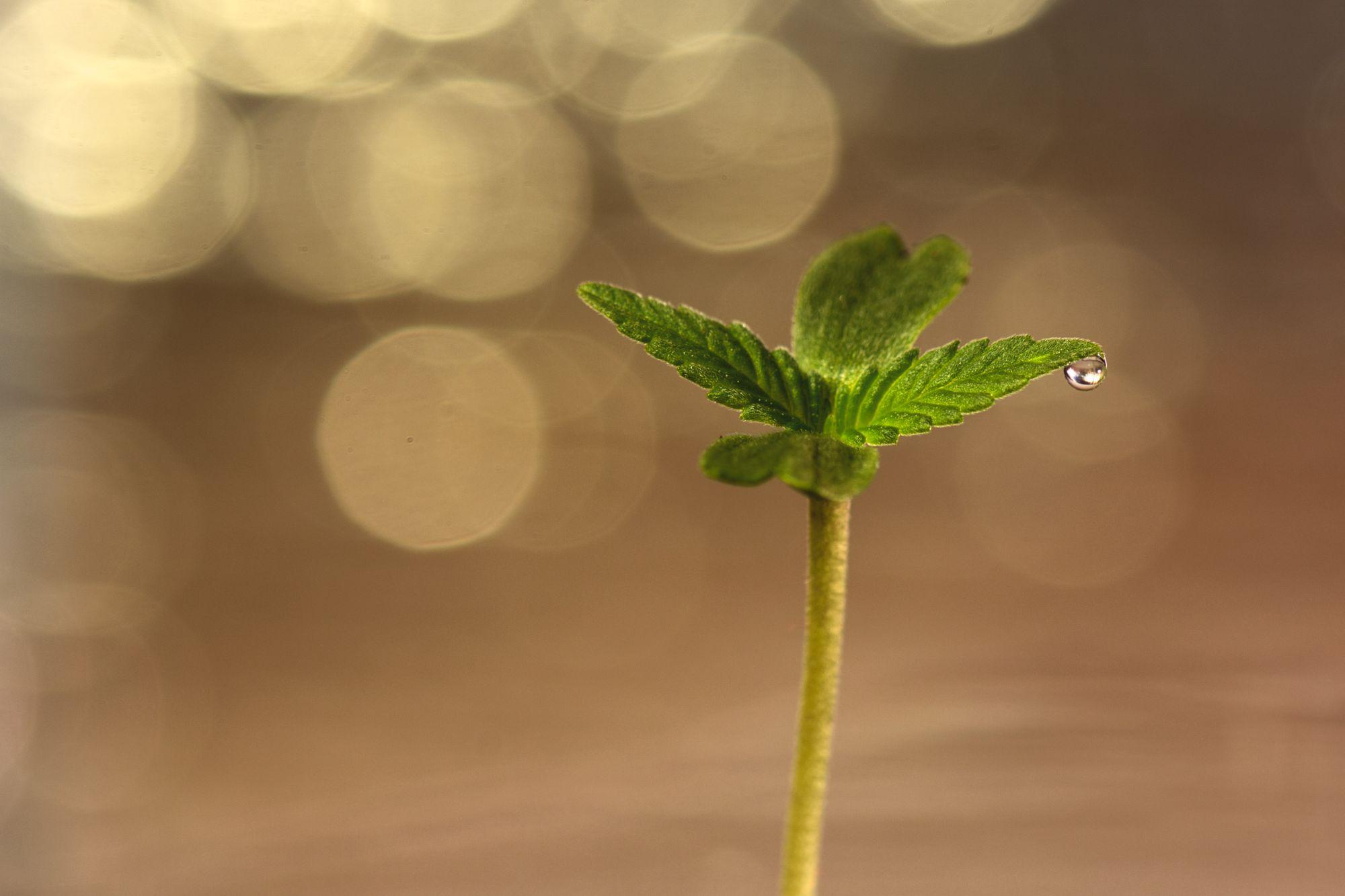 Cannabissämling mit Wassertropfen auf einem Blatt